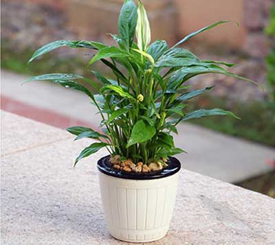 ��ҳ- ABGŷ�����Ź�����¼���