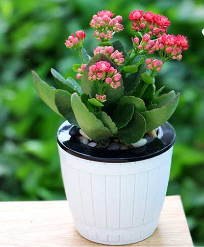 ��ҳ- ABGŷ�����Ź�����¼���