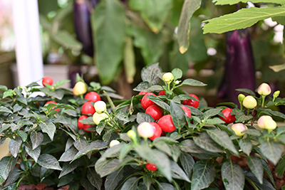 ��ҳ- ABGŷ�����Ź�����¼���