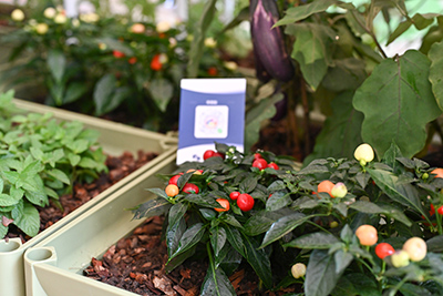 ��ҳ- ABGŷ�����Ź�����¼���