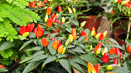 ��ҳ- ABGŷ�����Ź�����¼���