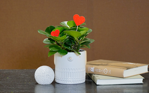 ABGŷ�����ſ��������뻨�Ծ����л�����������Ҹ�ָ�����!