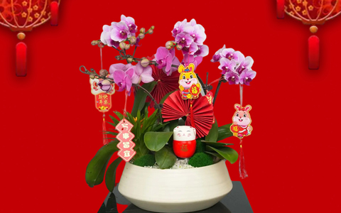 �껨��俪 | ABGŷ������԰���´���ۺ��껨����ԤԼ