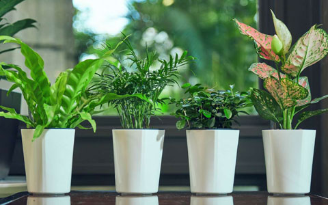 ��ֲ����ר�ң��ļ���������֪ʶ«����������Ƥ����ˮ�׼���