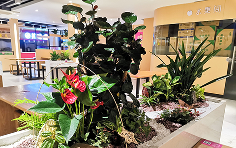 ��ֲ��ڷ���ע��������滮