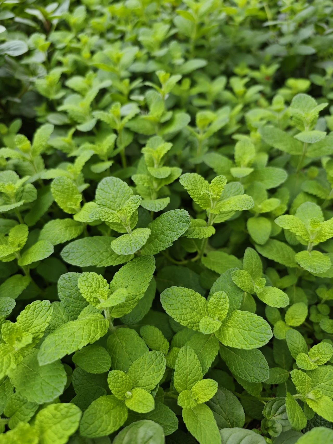 ��ҳ- ABGŷ�����Ź�����¼���